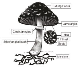 Struktur Bagian Jamur Fungi