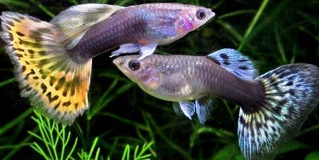 Contoh Hewan Ovovivipar Ikan Guppy